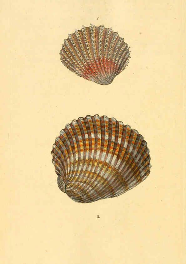 Reproducción/Reproduction 6126653347: The natural history of British shells. v.1-3. London :Printed for the Author, and for F.C. and J. Rivington, by Bye and Law,1800-1804