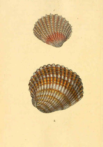 Reproducción/Reproduction 6126653347: The natural history of British shells. v.1-3. London :Printed for the Author, and for F.C. and J. Rivington, by Bye and Law,1800-1804