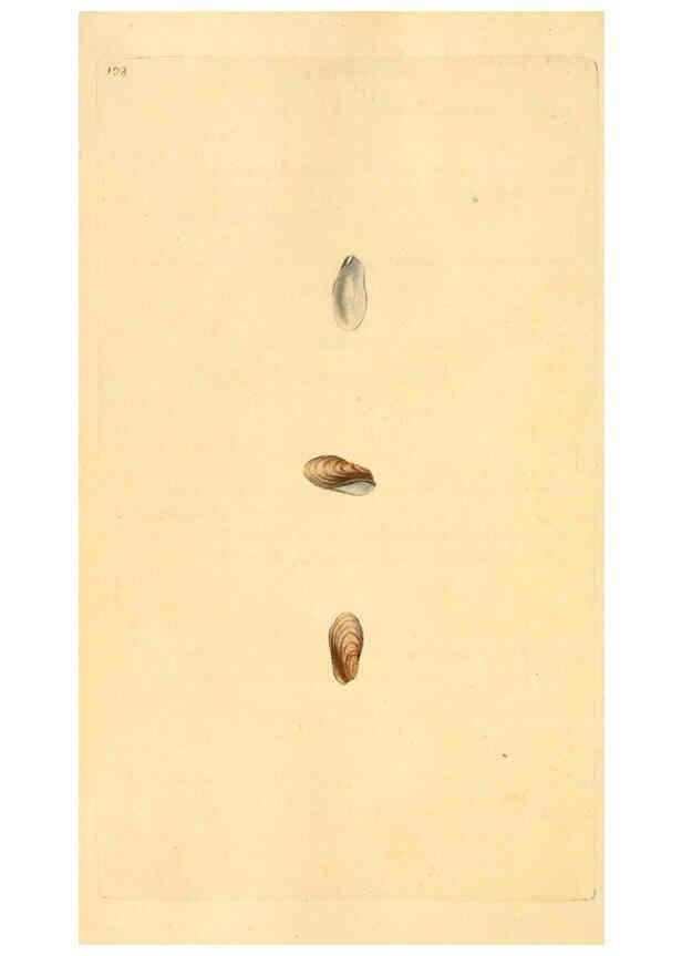 Reproducción/Reproduction 6126653605: The natural history of British shells. v.1-3. London :Printed for the Author, and for F.C. and J. Rivington, by Bye and Law,1800-1804