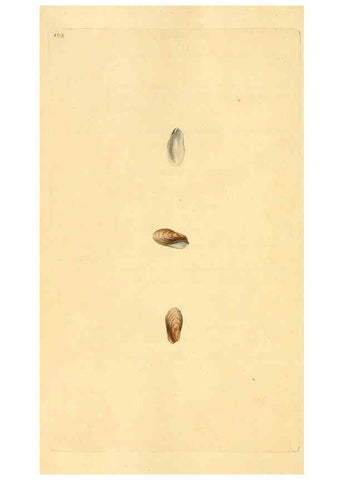 Reproducción/Reproduction 6126653605: The natural history of British shells. v.1-3. London :Printed for the Author, and for F.C. and J. Rivington, by Bye and Law,1800-1804