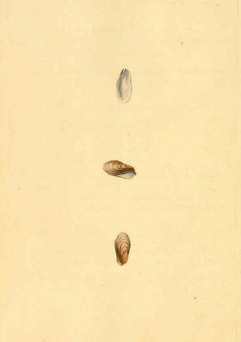 Reproducción/Reproduction 6126653605: The natural history of British shells. v.1-3. London :Printed for the Author, and for F.C. and J. Rivington, by Bye and Law,1800-1804