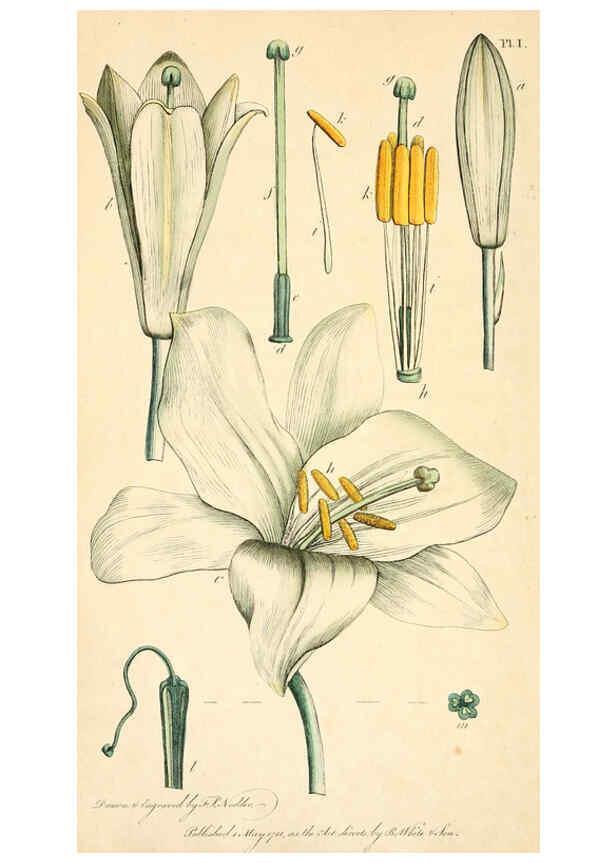 Reproducción/Reproduction 6127242440: Thirty-eight plates, with explanations London :J. White,1799