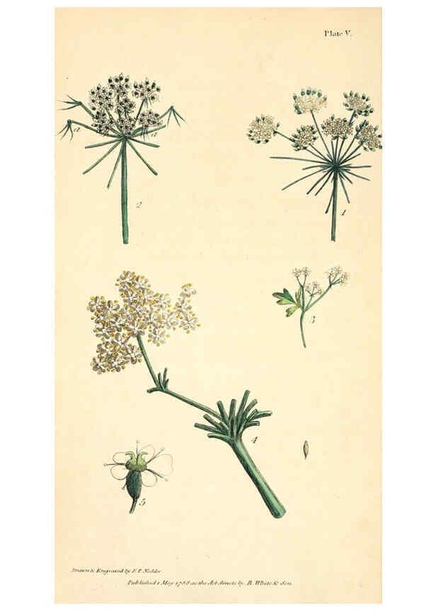 Reproducción/Reproduction 6126697131: Thirty-eight plates, with explanations London :J. White,1799