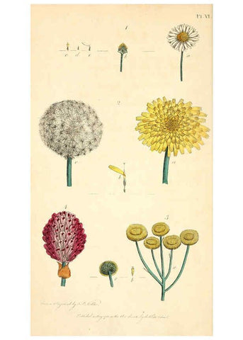Reproducción/Reproduction 6127243998: Thirty-eight plates, with explanations London :J. White,1799