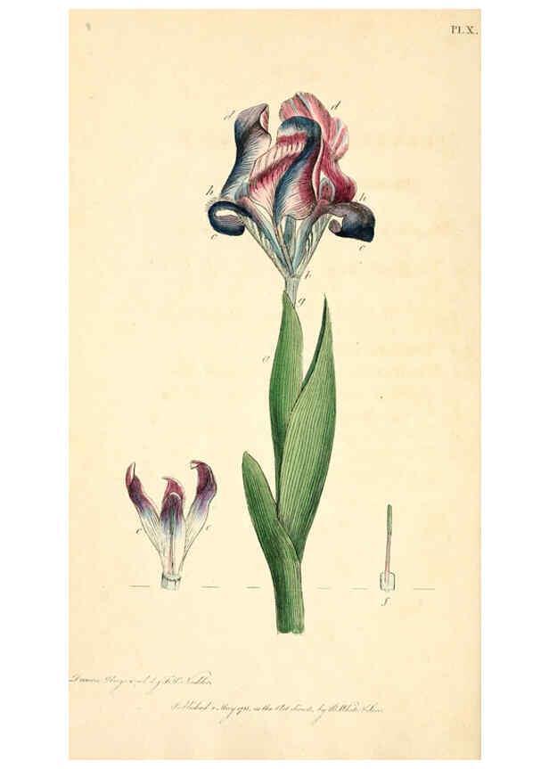 Reproducción/Reproduction 6126698331: Thirty-eight plates, with explanations London :J. White,1799