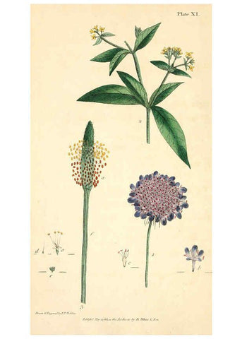 Reproducción/Reproduction 6126698629: Thirty-eight plates, with explanations London :J. White,1799