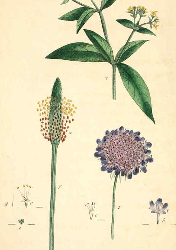 Reproducción/Reproduction 6126698629: Thirty-eight plates, with explanations London :J. White,1799