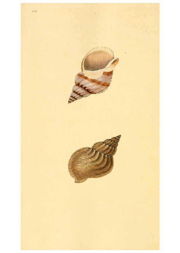 Reproducción/Reproduction 6127199094: The natural history of British shells. v.1-3. London :Printed for the Author, and for F.C. and J. Rivington, by Bye and Law,1800-1804