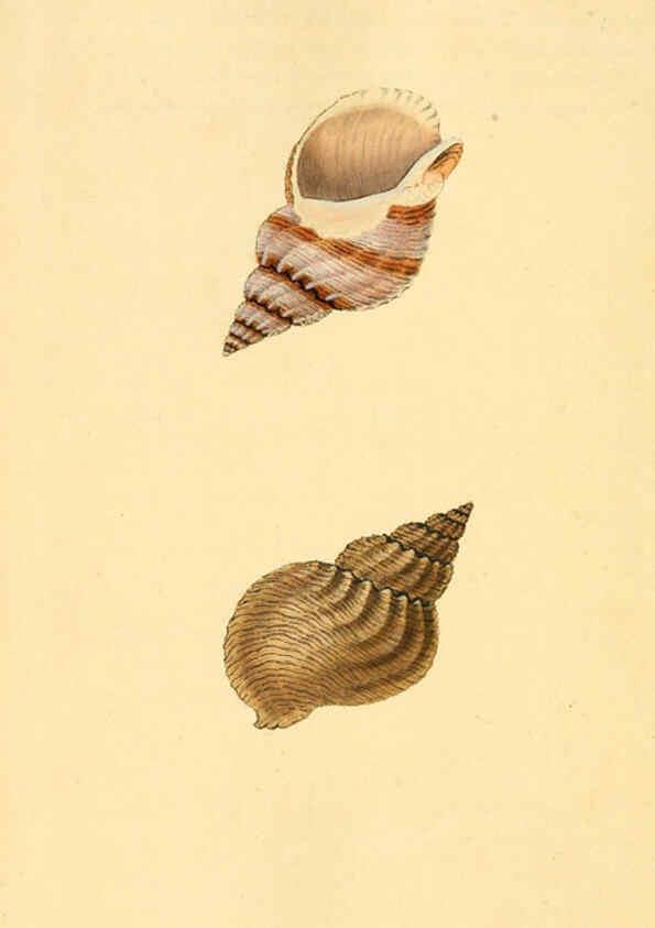 Reproducción/Reproduction 6127199094: The natural history of British shells. v.1-3. London :Printed for the Author, and for F.C. and J. Rivington, by Bye and Law,1800-1804