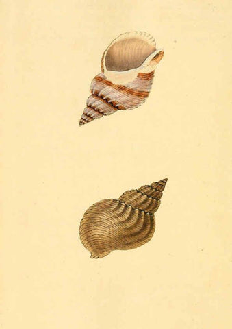 Reproducción/Reproduction 6127199094: The natural history of British shells. v.1-3. London :Printed for the Author, and for F.C. and J. Rivington, by Bye and Law,1800-1804
