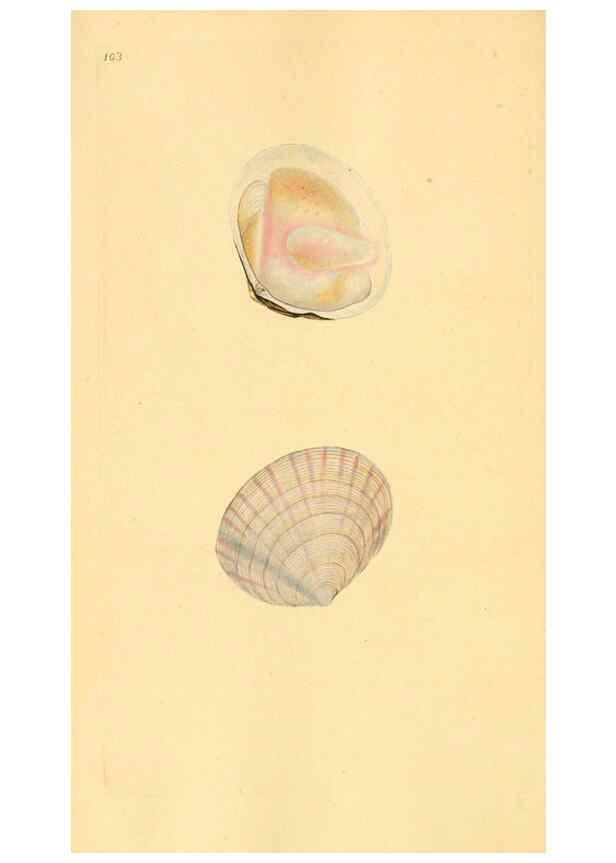 Reproducción/Reproduction 6127198876: The natural history of British shells. v.1-3. London :Printed for the Author, and for F.C. and J. Rivington, by Bye and Law,1800-1804
