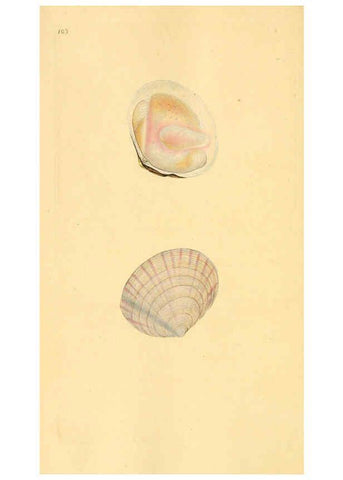 Reproducción/Reproduction 6127198876: The natural history of British shells. v.1-3. London :Printed for the Author, and for F.C. and J. Rivington, by Bye and Law,1800-1804