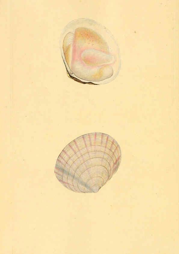 Reproducción/Reproduction 6127198876: The natural history of British shells. v.1-3. London :Printed for the Author, and for F.C. and J. Rivington, by Bye and Law,1800-1804