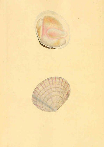Reproducción/Reproduction 6127198876: The natural history of British shells. v.1-3. London :Printed for the Author, and for F.C. and J. Rivington, by Bye and Law,1800-1804
