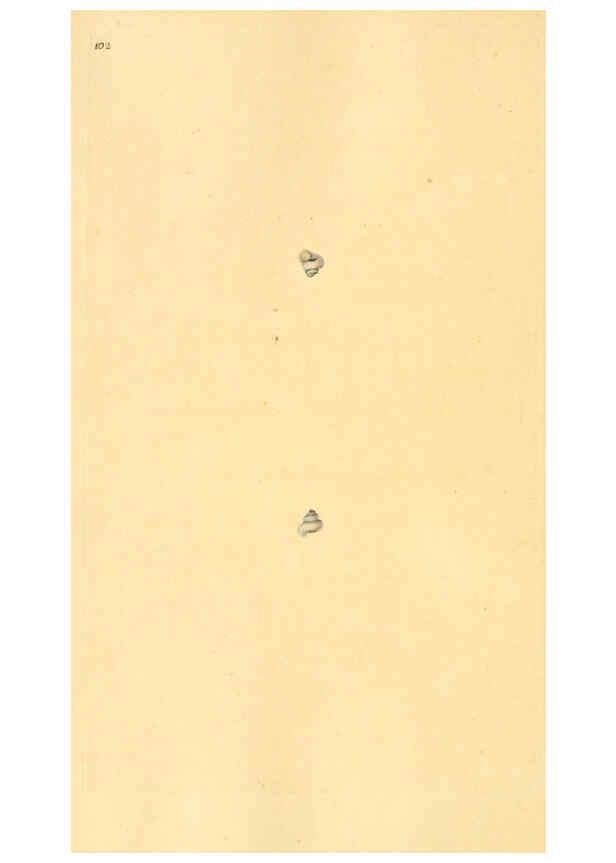 Reproducción/Reproduction 6127198710: The natural history of British shells. v.1-3. London :Printed for the Author, and for F.C. and J. Rivington, by Bye and Law,1800-1804