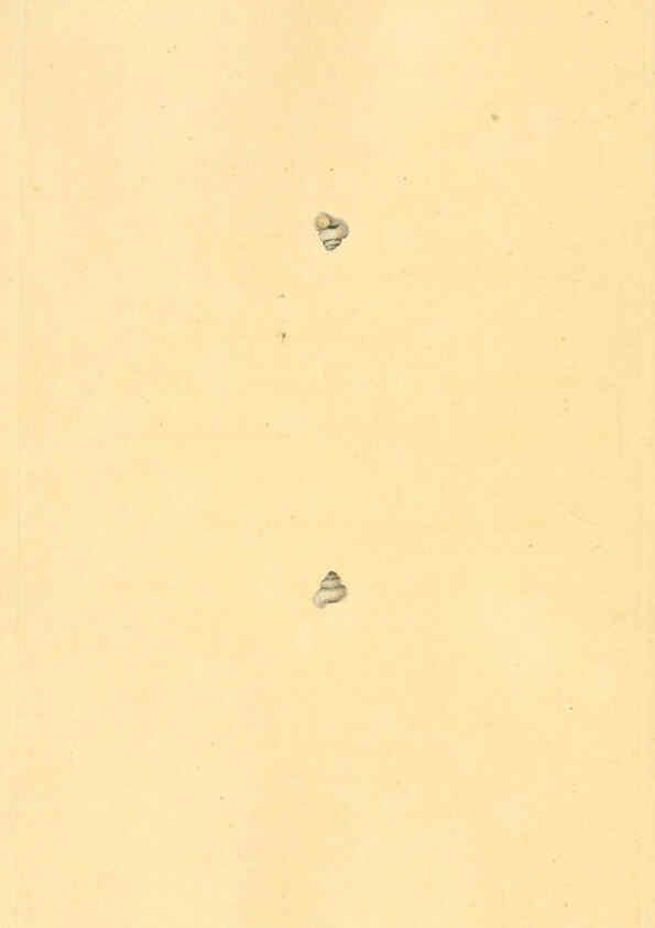 Reproducción/Reproduction 6127198710: The natural history of British shells. v.1-3. London :Printed for the Author, and for F.C. and J. Rivington, by Bye and Law,1800-1804