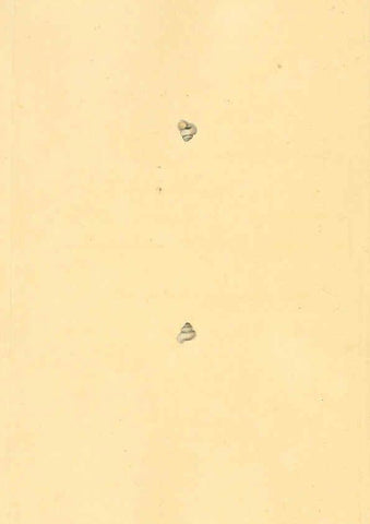 Reproducción/Reproduction 6127198710: The natural history of British shells. v.1-3. London :Printed for the Author, and for F.C. and J. Rivington, by Bye and Law,1800-1804