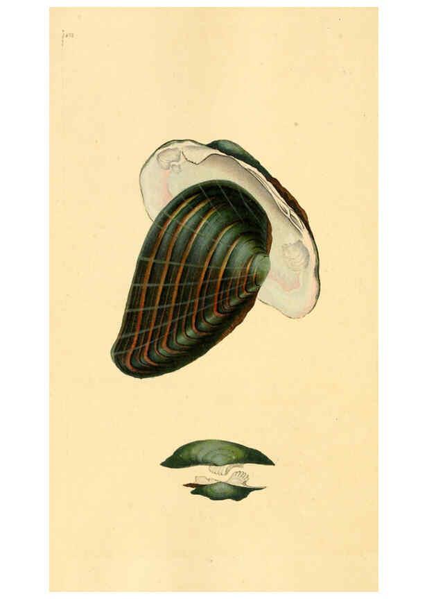 Reproducción/Reproduction 6127198504: The natural history of British shells. v.1-3. London :Printed for the Author, and for F.C. and J. Rivington, by Bye and Law,1800-1804