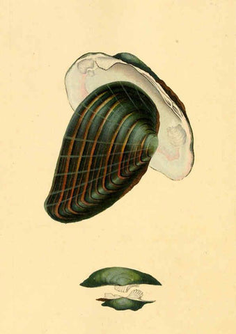 Reproducción/Reproduction 6127198504: The natural history of British shells. v.1-3. London :Printed for the Author, and for F.C. and J. Rivington, by Bye and Law,1800-1804