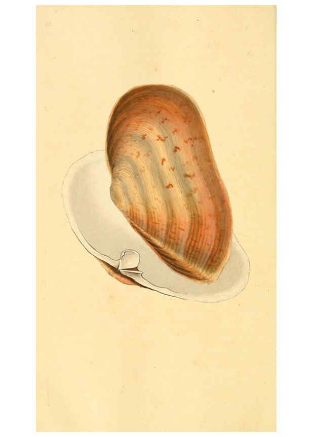 Reproducción/Reproduction 6126647855: The natural history of British shells. v.1-3. London :Printed for the Author, and for F.C. and J. Rivington, by Bye and Law,1800-1804