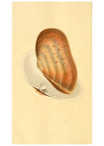 Reproducción/Reproduction 6126647855: The natural history of British shells. v.1-3. London :Printed for the Author, and for F.C. and J. Rivington, by Bye and Law,1800-1804