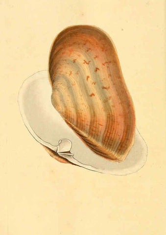 Reproducción/Reproduction 6126647855: The natural history of British shells. v.1-3. London :Printed for the Author, and for F.C. and J. Rivington, by Bye and Law,1800-1804