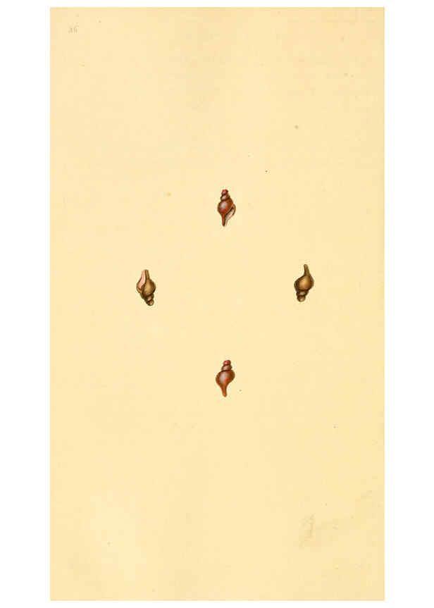 Reproducción/Reproduction 6127194814: The natural history of British shells. v.1-3. London :Printed for the Author, and for F.C. and J. Rivington, by Bye and Law,1800-1804