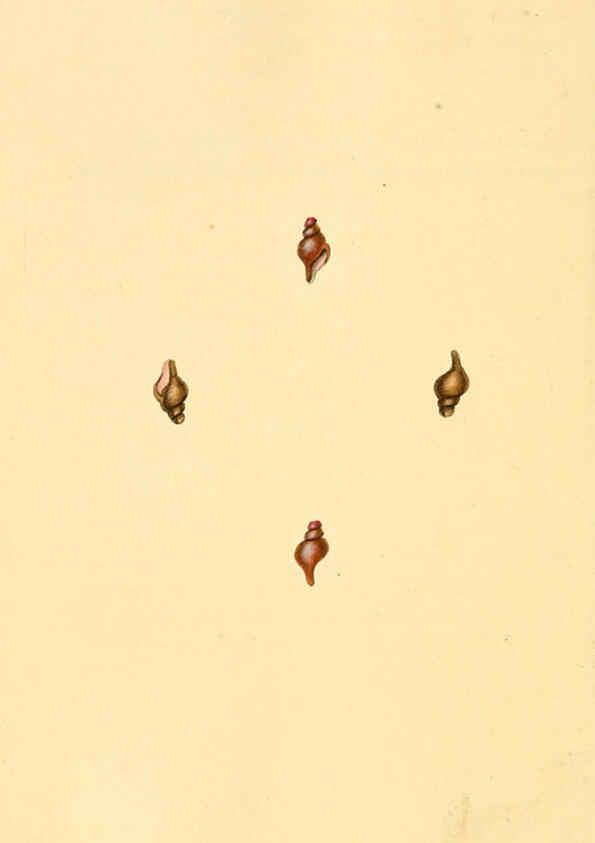 Reproducción/Reproduction 6127194814: The natural history of British shells. v.1-3. London :Printed for the Author, and for F.C. and J. Rivington, by Bye and Law,1800-1804