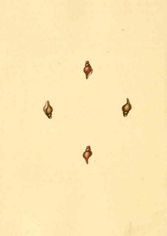 Reproducción/Reproduction 6127194814: The natural history of British shells. v.1-3. London :Printed for the Author, and for F.C. and J. Rivington, by Bye and Law,1800-1804