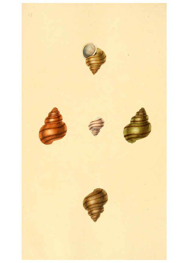 Reproducción/Reproduction 6126648331: The natural history of British shells. v.1-3. London :Printed for the Author, and for F.C. and J. Rivington, by Bye and Law,1800-1804