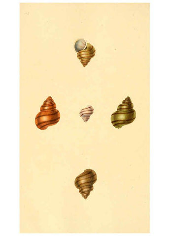 Reproducción/Reproduction 6126648331: The natural history of British shells. v.1-3. London :Printed for the Author, and for F.C. and J. Rivington, by Bye and Law,1800-1804