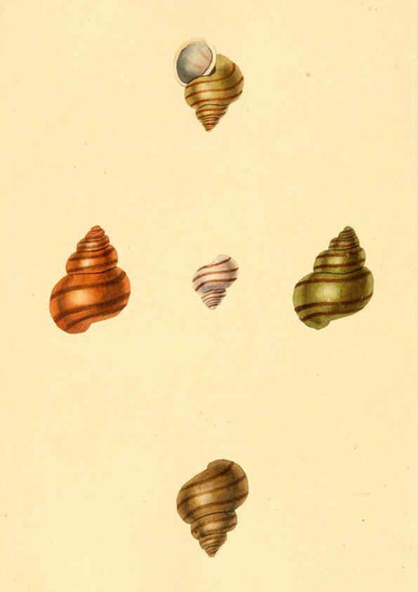 Reproducción/Reproduction 6126648331: The natural history of British shells. v.1-3. London :Printed for the Author, and for F.C. and J. Rivington, by Bye and Law,1800-1804