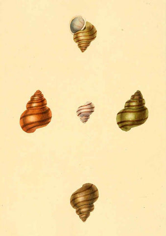 Reproducción/Reproduction 6126648331: The natural history of British shells. v.1-3. London :Printed for the Author, and for F.C. and J. Rivington, by Bye and Law,1800-1804