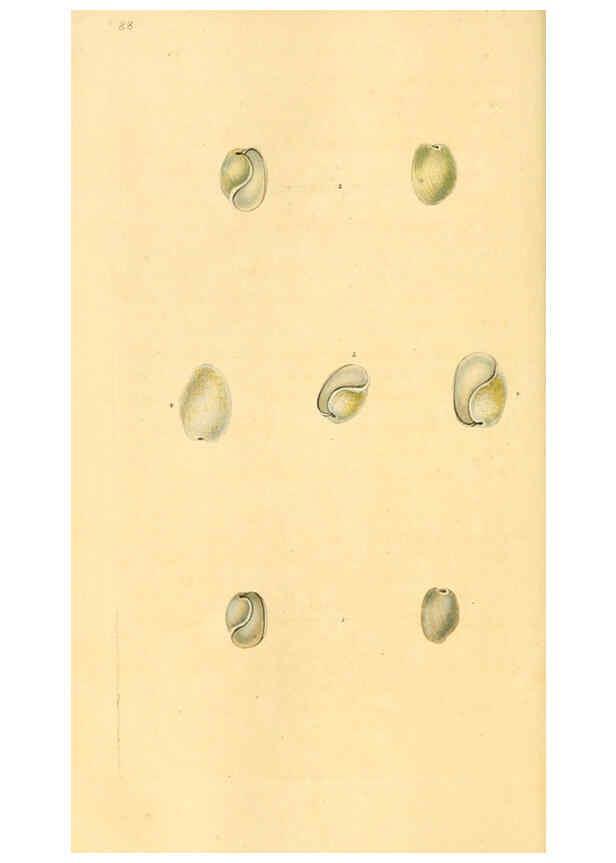 Reproducción/Reproduction 6127195328: The natural history of British shells. v.1-3. London :Printed for the Author, and for F.C. and J. Rivington, by Bye and Law,1800-1804