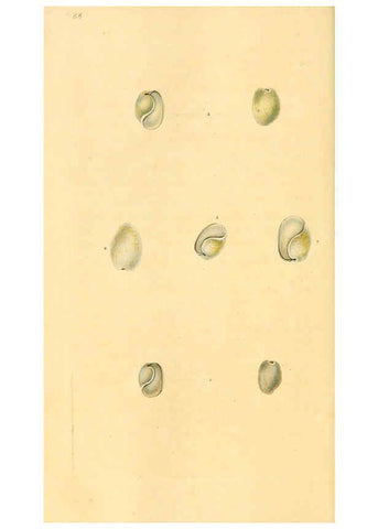 Reproducción/Reproduction 6127195328: The natural history of British shells. v.1-3. London :Printed for the Author, and for F.C. and J. Rivington, by Bye and Law,1800-1804