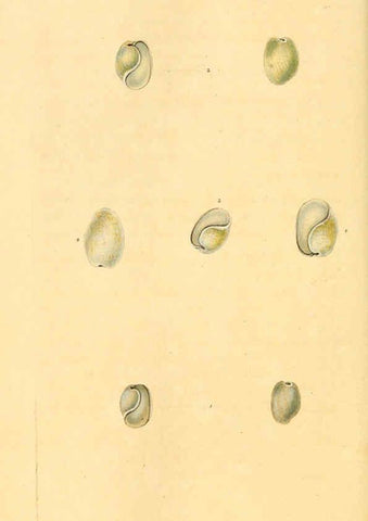 Reproducción/Reproduction 6127195328: The natural history of British shells. v.1-3. London :Printed for the Author, and for F.C. and J. Rivington, by Bye and Law,1800-1804