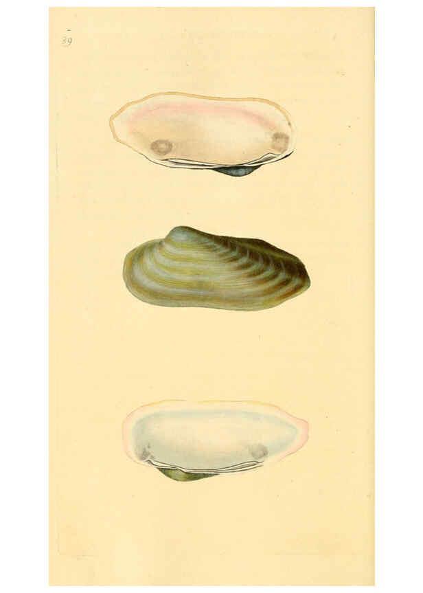 Reproducción/Reproduction 6127195540: The natural history of British shells. v.1-3. London :Printed for the Author, and for F.C. and J. Rivington, by Bye and Law,1800-1804