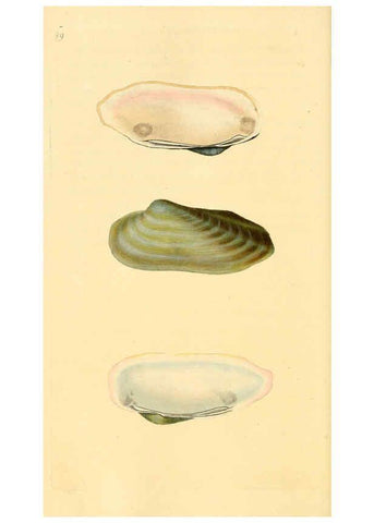 Reproducción/Reproduction 6127195540: The natural history of British shells. v.1-3. London :Printed for the Author, and for F.C. and J. Rivington, by Bye and Law,1800-1804