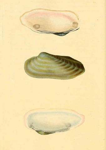 Reproducción/Reproduction 6127195540: The natural history of British shells. v.1-3. London :Printed for the Author, and for F.C. and J. Rivington, by Bye and Law,1800-1804