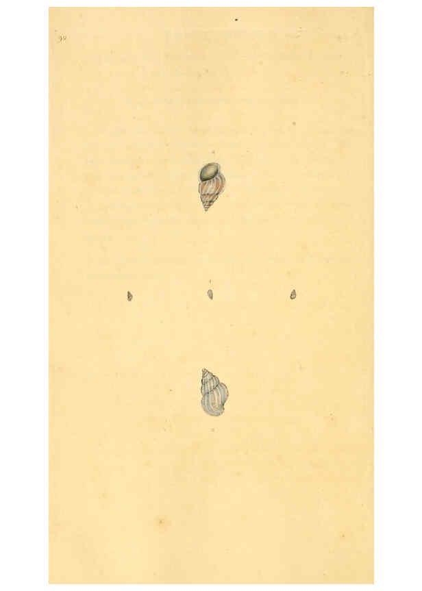 Reproducción/Reproduction 6127195816: The natural history of British shells. v.1-3. London :Printed for the Author, and for F.C. and J. Rivington, by Bye and Law,1800-1804