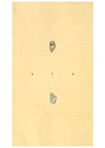 Reproducción/Reproduction 6127195816: The natural history of British shells. v.1-3. London :Printed for the Author, and for F.C. and J. Rivington, by Bye and Law,1800-1804