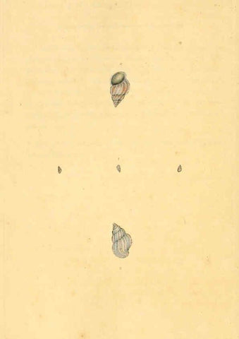 Reproducción/Reproduction 6127195816: The natural history of British shells. v.1-3. London :Printed for the Author, and for F.C. and J. Rivington, by Bye and Law,1800-1804