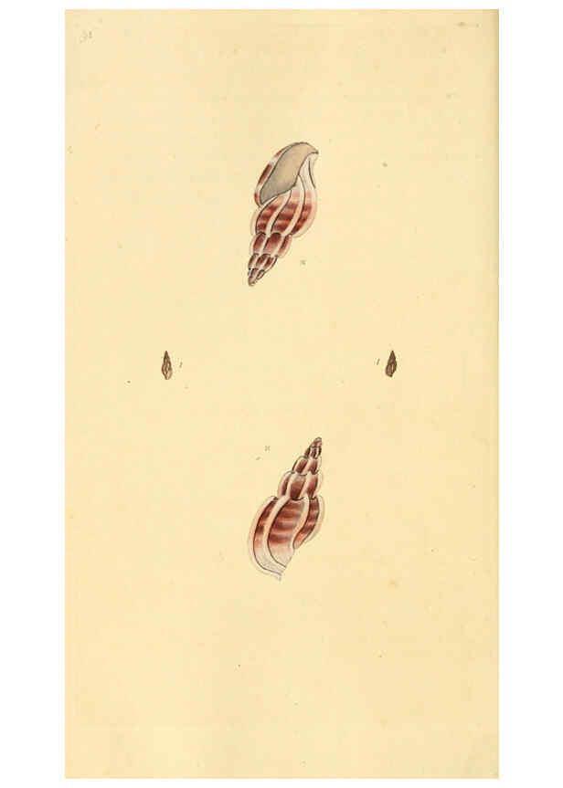 Reproducción/Reproduction 6126649343: The natural history of British shells. v.1-3. London :Printed for the Author, and for F.C. and J. Rivington, by Bye and Law,1800-1804