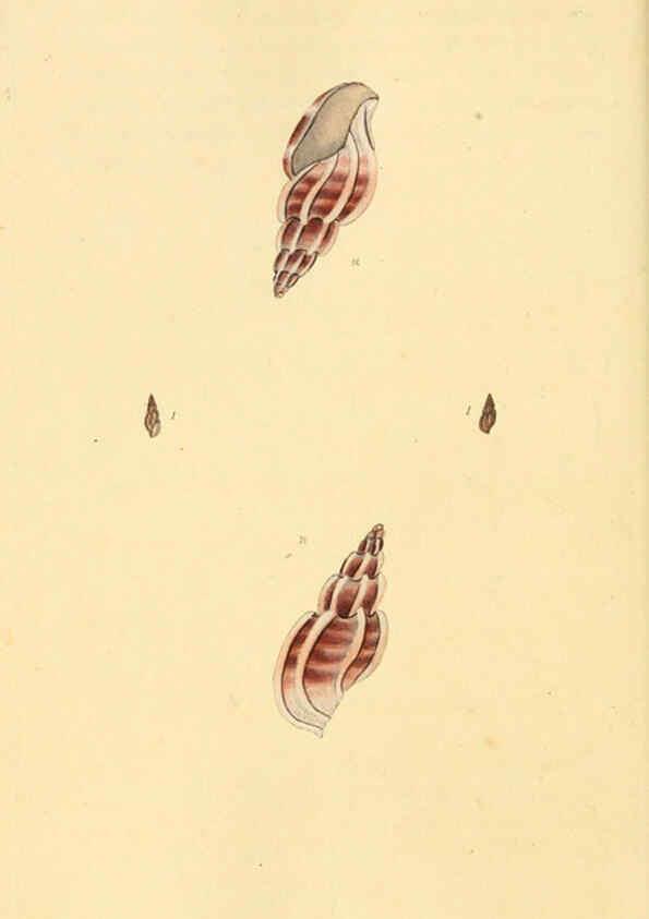 Reproducción/Reproduction 6126649343: The natural history of British shells. v.1-3. London :Printed for the Author, and for F.C. and J. Rivington, by Bye and Law,1800-1804