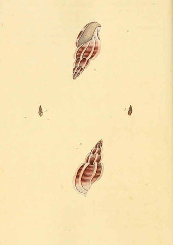 Reproducción/Reproduction 6126649343: The natural history of British shells. v.1-3. London :Printed for the Author, and for F.C. and J. Rivington, by Bye and Law,1800-1804