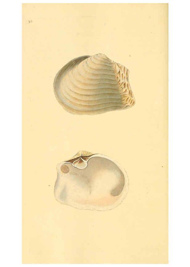 Reproducción/Reproduction 6127196234: The natural history of British shells. v.1-3. London :Printed for the Author, and for F.C. and J. Rivington, by Bye and Law,1800-1804