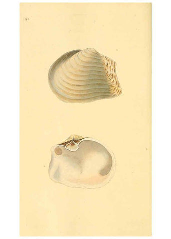 Reproducción/Reproduction 6127196234: The natural history of British shells. v.1-3. London :Printed for the Author, and for F.C. and J. Rivington, by Bye and Law,1800-1804