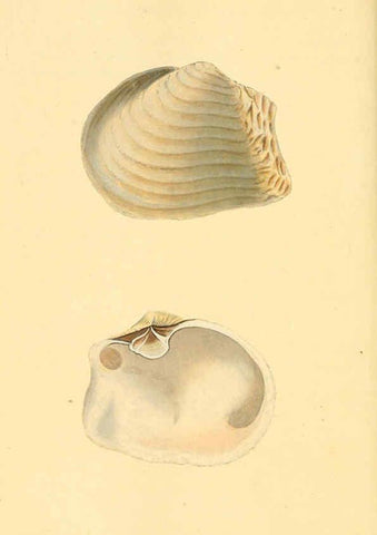 Reproducción/Reproduction 6127196234: The natural history of British shells. v.1-3. London :Printed for the Author, and for F.C. and J. Rivington, by Bye and Law,1800-1804