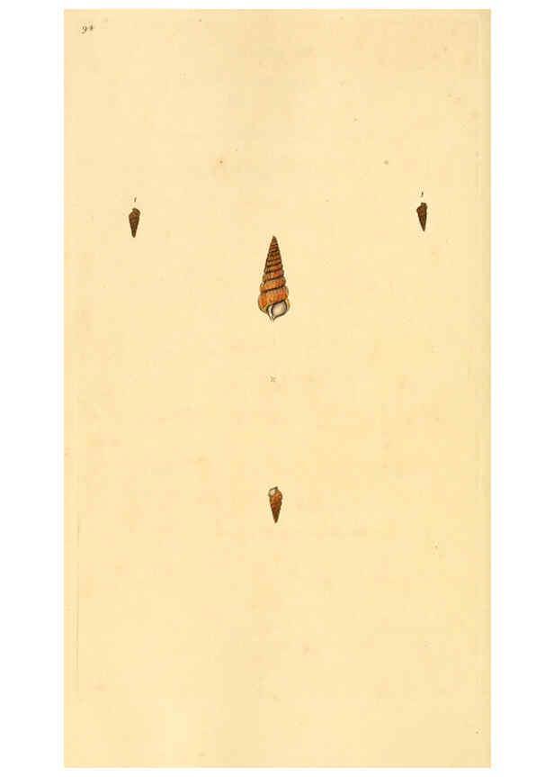 Reproducción/Reproduction 6127196774: The natural history of British shells. v.1-3. London :Printed for the Author, and for F.C. and J. Rivington, by Bye and Law,1800-1804