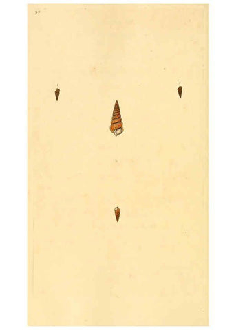 Reproducción/Reproduction 6127196774: The natural history of British shells. v.1-3. London :Printed for the Author, and for F.C. and J. Rivington, by Bye and Law,1800-1804
